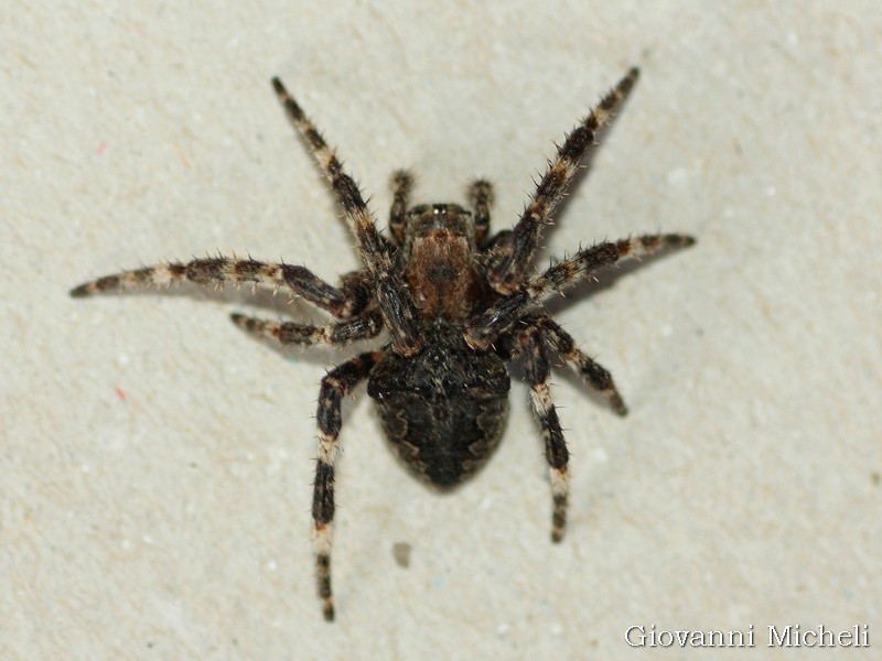 Araneus cfr. angulatus - Arluno (MI)
